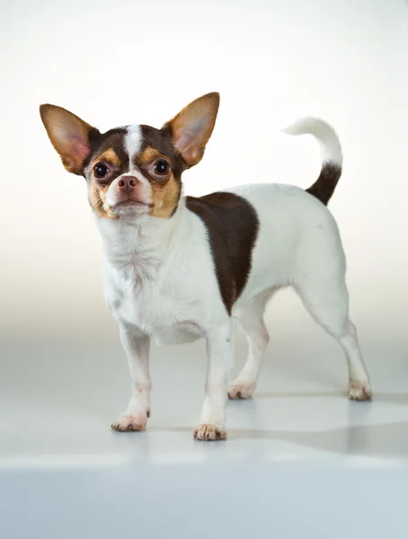 Chihuahua auf weißem Hintergrund — Stockfoto