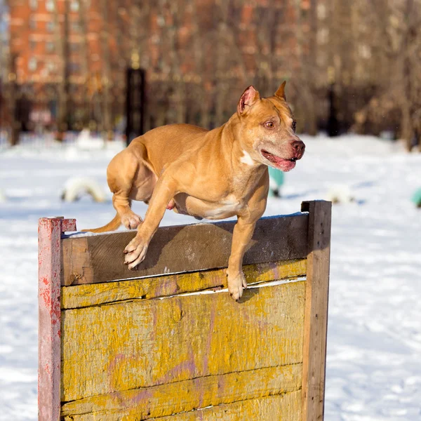 American Pit Bull Terrier salta sobre un obstáculo — Foto de Stock