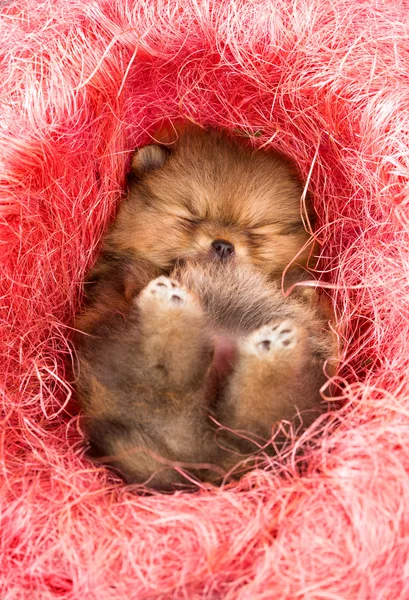 Špicl štěně v růžové dekorativní hnízdo — Stock fotografie
