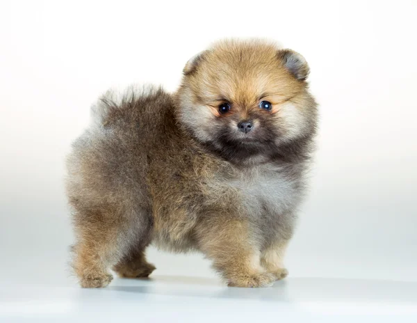 Beyaz arka plan üzerinde Pomeranian köpek yavrusu — Stok fotoğraf