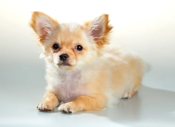 Puppy Chihuahua op een witte achtergrond — Stockfoto