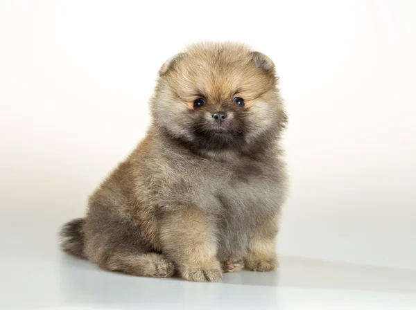 Pomeranian puppy over white background — Stock Photo, Image