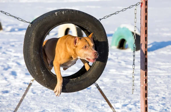 American Pit Bull Terrier saltando através de um pneu — Fotografia de Stock