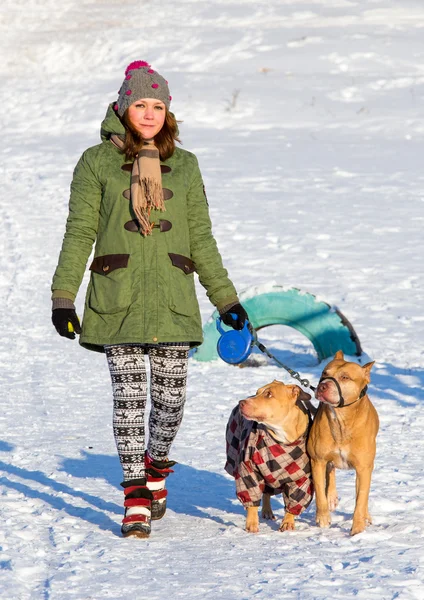 Młoda kobieta chodzenie z dwoma zimowe American Pit Bull Terrier — Zdjęcie stockowe