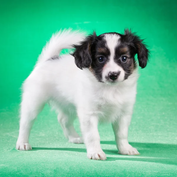 Papillon pup op een groene achtergrond — Stockfoto