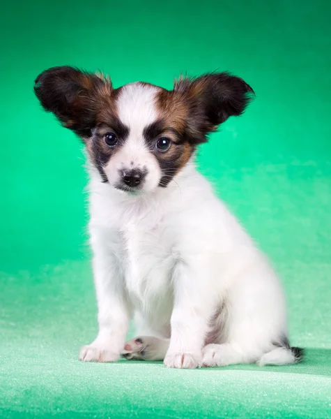 Papillon cachorro sobre un fondo verde — Foto de Stock