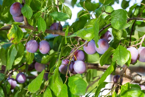 Plums on a tree — Stock Photo, Image