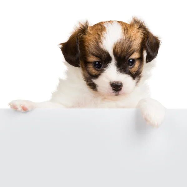 Cãozinho bonito Papillon inclina-se em banner em branco — Fotografia de Stock