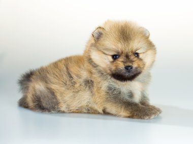 Beyaz arka plan üzerinde Pomeranian köpek yavrusu