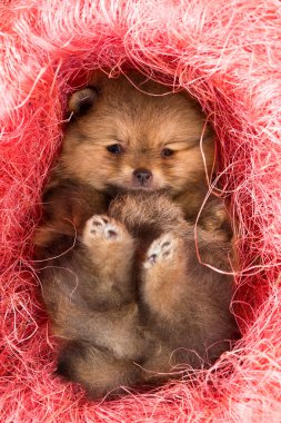 Pembe dekoratif yuvaya Pomeranian köpek yavrusu