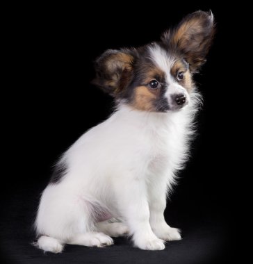papillon köpek yavrusu