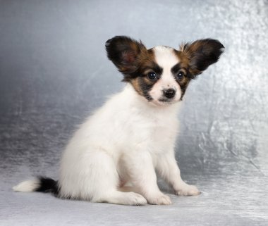 Gümüş rengi bir arka plan üzerinde oturan papillon köpek yavrusu