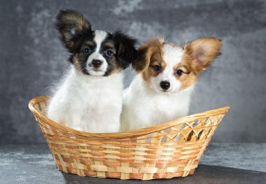 Sepette iki köpek yavrusu