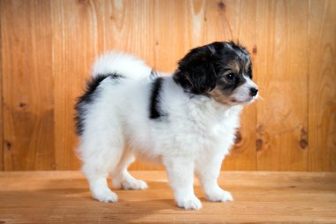 hele en gesneden appelen