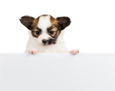 beyaz zemin üzerine Papillon köpek yavrusu