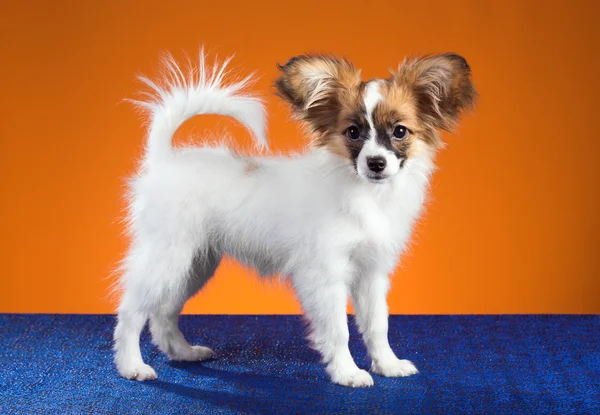 Retrato Papillon filhote de cachorro em um fundo laranja — Fotografia de Stock