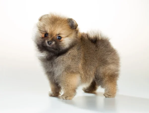 Pomeranian puppy over white background — Stock Photo, Image