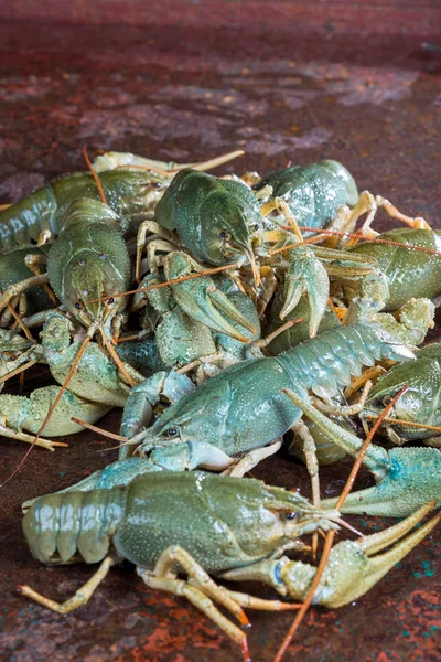 Heap live crayfish — Stock Photo, Image