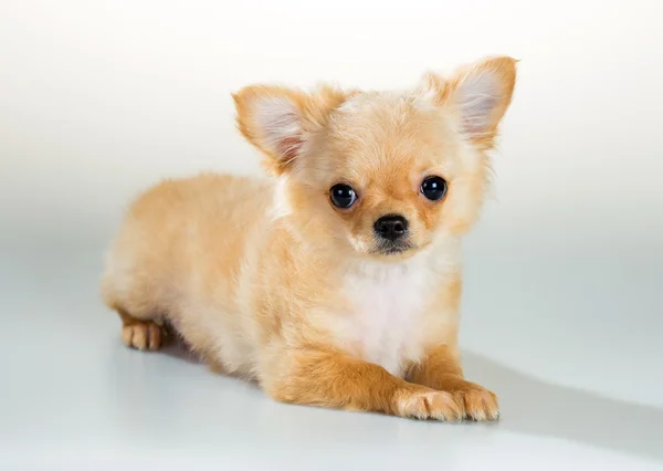 Puppy Chihuahua op een witte achtergrond — Stockfoto