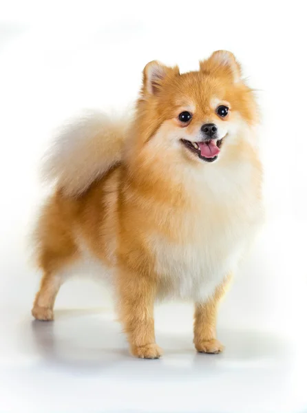 Pomeranian dog over white background — Stock Photo, Image