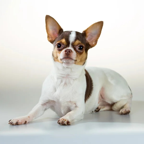 Chihuahua auf weißem Hintergrund — Stockfoto