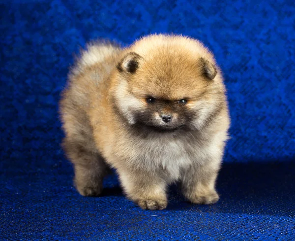 Pomeranian puppy age of 1,5 month over blue background — Stock Photo, Image