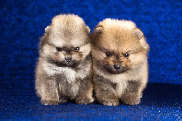 Два померанских щенка в возрасте 1,5 месяца на голубом фоне — стоковое фото