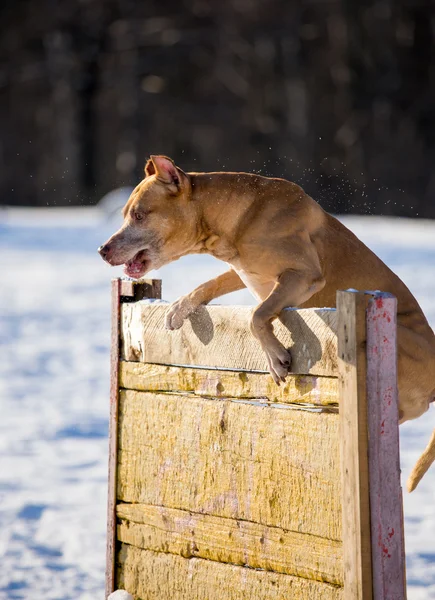 American Pit Bull Terrier salta sobre un obstáculo — Foto de Stock