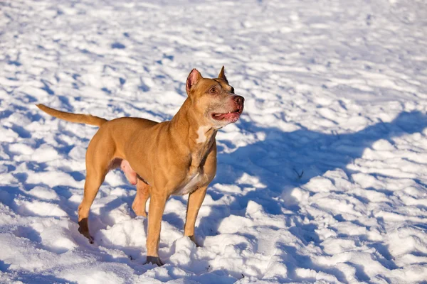 Amerykański Pit Bull Terrier w śniegu — Zdjęcie stockowe