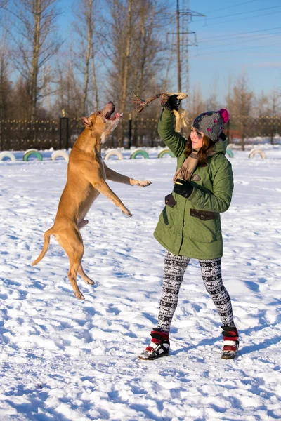 Młoda kobieta gra z American Pit Bull Terrier w zimie — Zdjęcie stockowe