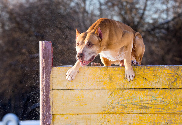 American Pit Bull Terrier jumps over hurdle
