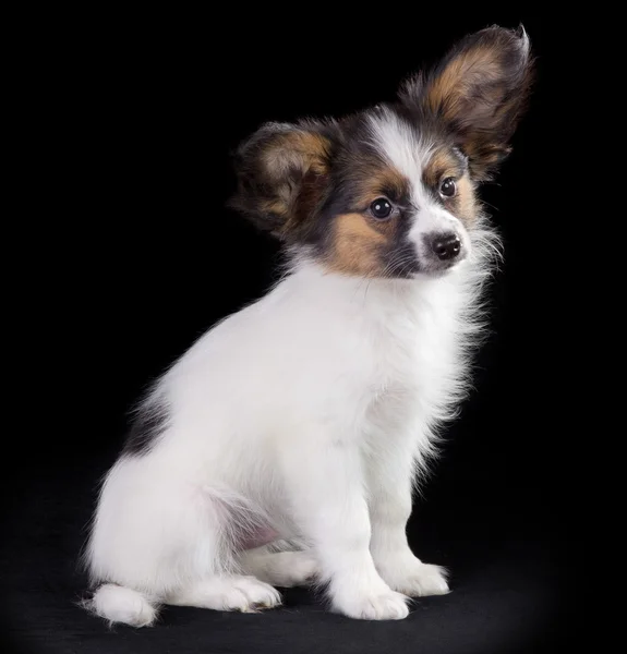 Papillon köpek yavrusu — Stok fotoğraf