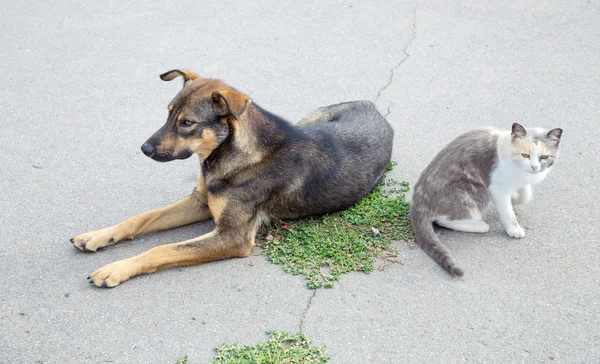 Cat and Dog — Stock Photo, Image