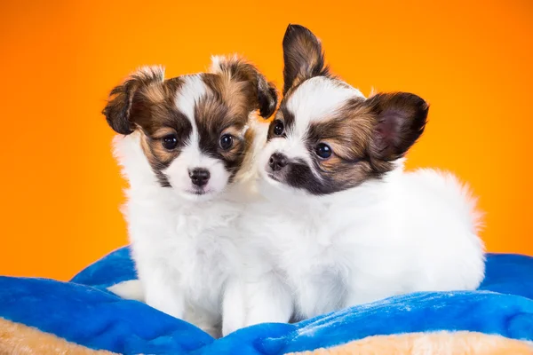 Dos lindos cachorros Papillon sobre un fondo naranja — Foto de Stock