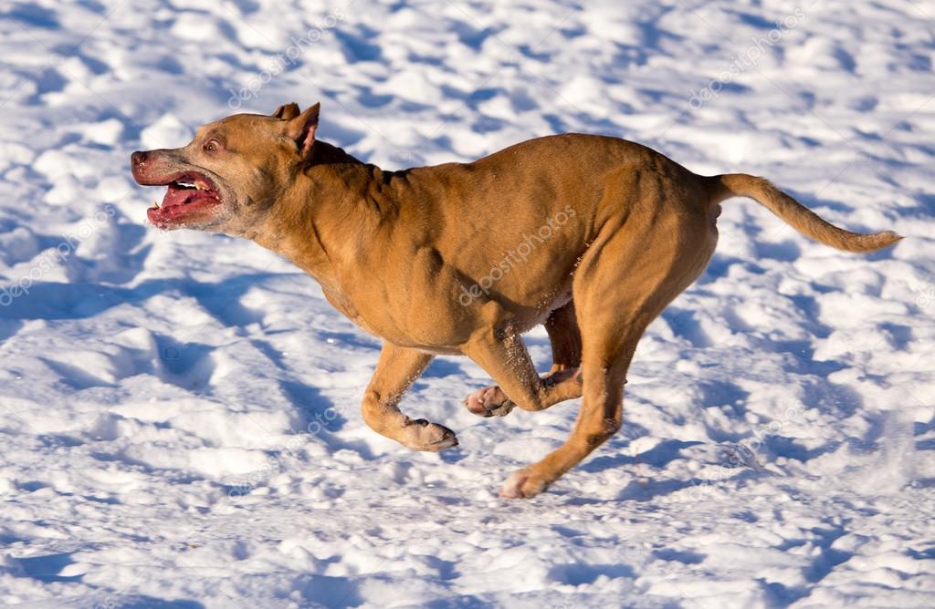 American Pit Bull Terrier running in snow