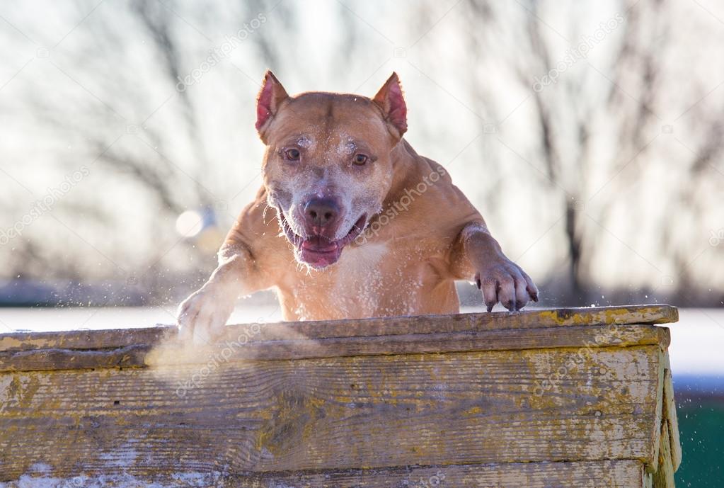 American Pit Bull Terrier jumps over an obstacle