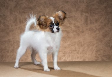 Kahverengi bir arka plan üzerinde Papillon köpek yavrusu duran