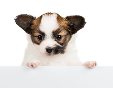 beyaz zemin üzerine Papillon köpek yavrusu