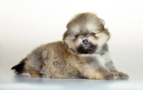 Beyaz arka plan üzerinde Pomeranian köpek yavrusu — Stok fotoğraf