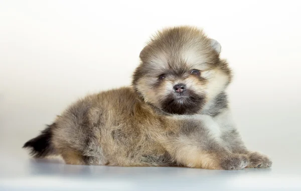 Pomeranian valp över vit bakgrund — Stockfoto