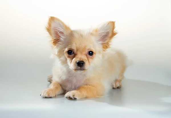 Puppy Chihuahua op een witte achtergrond — Stockfoto