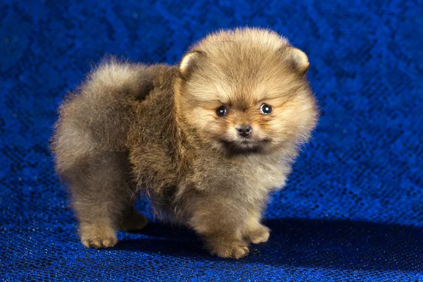 Pommeren pup leeftijd van 1,5 maand over blauwe achtergrond — Stockfoto