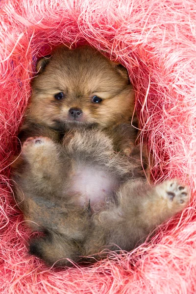 Pomeranian puppy in pink decorative nest — Stock Photo, Image