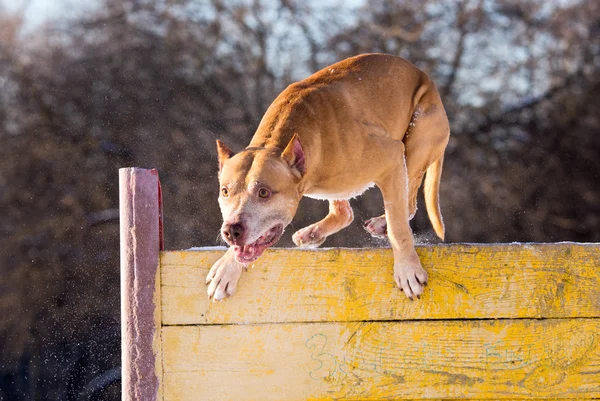 American Pit Bull Terrier salta sobre un obstáculo — Foto de Stock