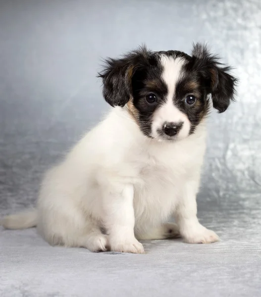 Gümüş rengi bir arka plan üzerinde oturan papillon köpek yavrusu — Stok fotoğraf