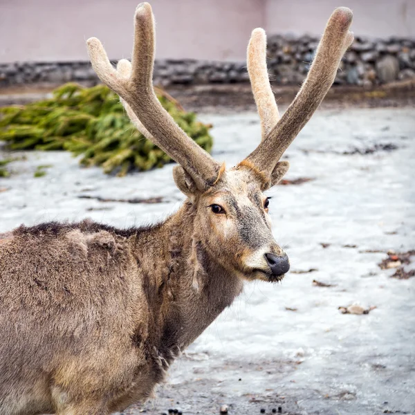 Le cerf de Pere David — Photo