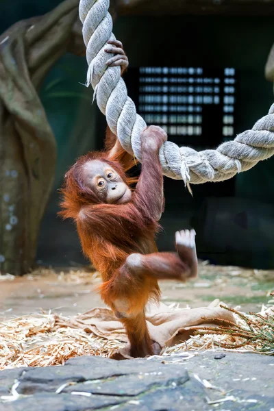Bornean orangutan cub — Stock Photo, Image