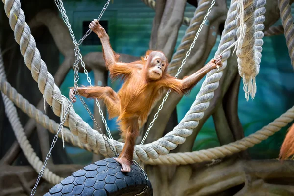 婆罗洲猩猩幼仔 — 图库照片