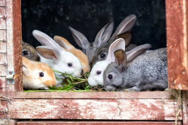 Rabbits in a hutch — Stock Photo, Image