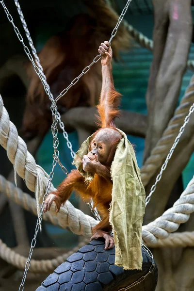 Борнейська Орангутанг дитинча — стокове фото